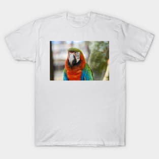 Squinting Parrot T-Shirt